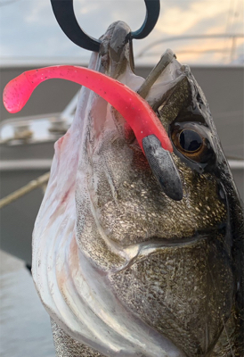 釣れ釣れ草生える。