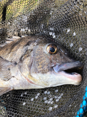 チヌ釣り〜