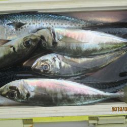 アジ　釣れたよ(^_-)