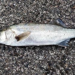 スズキとアジ釣れました!!