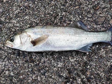 スズキとアジ釣れました!!