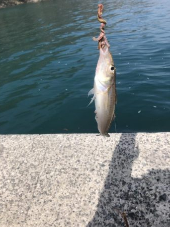 釣り日和が多くなってきましたね