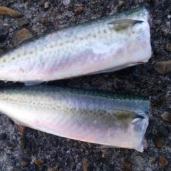 釣果はイマイチ！