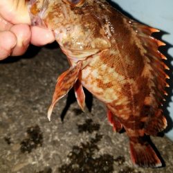 太刀魚釣り　～ガシラ、21センチ～