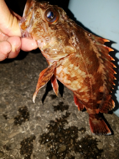 太刀魚釣り　～ガシラ、21センチ～