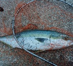 ようやく本命釣れた