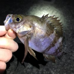 雨上がり渋めのメバリング