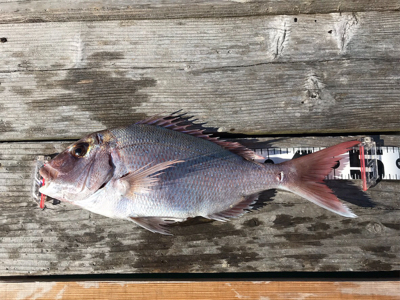 つりぴぃぽぉ釣果