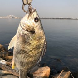 朝の時合いで3連発