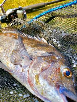 チヌ釣り〜