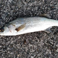 スズキとアジ釣れました!!