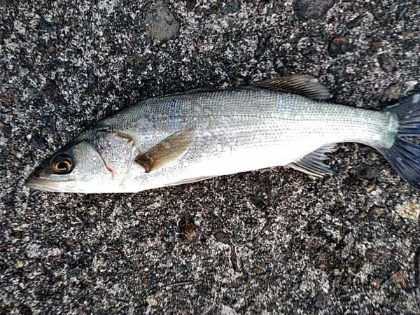 スズキとアジ釣れました!!