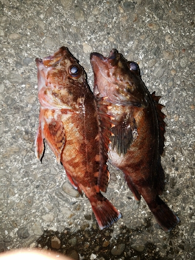 太刀魚釣り　～ガシラ、21センチ～