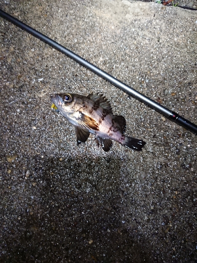 雨ですが。