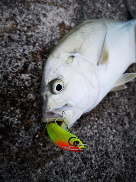 １週間ぶりの釣果です。