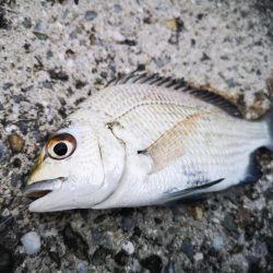 沖縄 ちょい投げ 陸っぱり 釣り 魚釣り 釣果情報サイト カンパリ