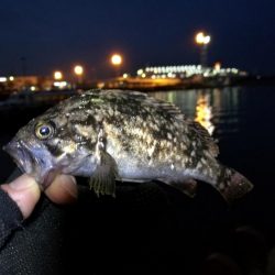 南港フェリーヘチ釣り （4月前で釣果渋いですが根魚の釣果有り）