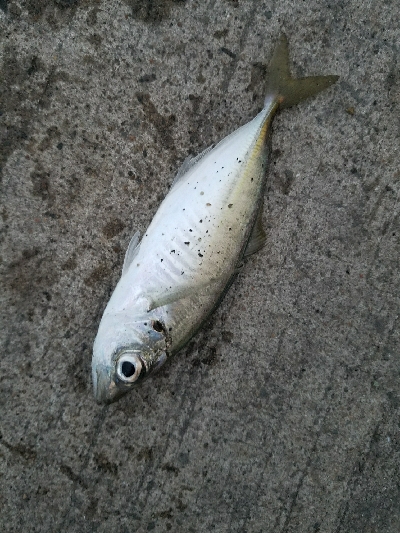 アジ釣り　～数は出ないか～