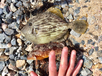 この時期に投げでカワハギ 兵庫県 瀬戸内海側 神戸西部 投げ釣り カワハギ 陸っぱり 釣り 魚釣り 釣果情報サイト カンパリ