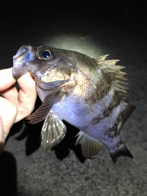 高活性メバリング