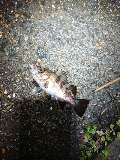 雨ですが。