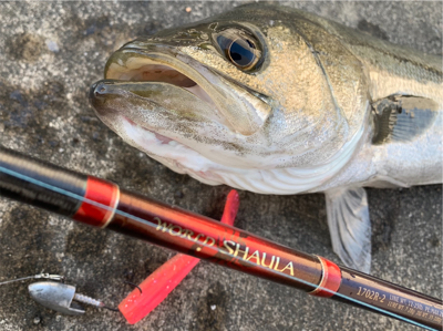 シーバス釣れました