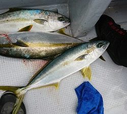 海龍丸（福岡） 釣果