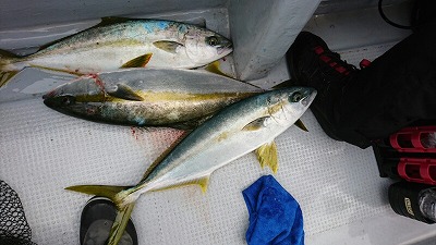 海龍丸（福岡） 釣果