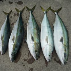 浅間丸 釣果