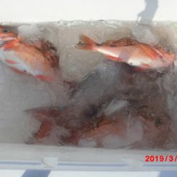 大進丸（新潟） 釣果