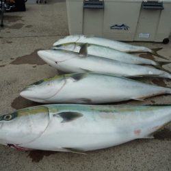 浅間丸 釣果