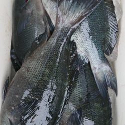 伊豆下田フィッシング 釣果