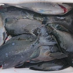 伊豆下田フィッシング 釣果