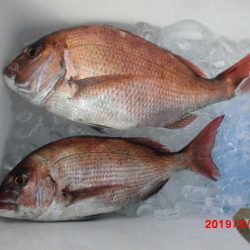 大進丸（新潟） 釣果