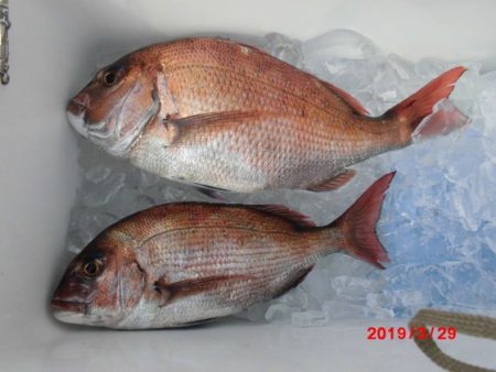 大進丸（新潟） 釣果