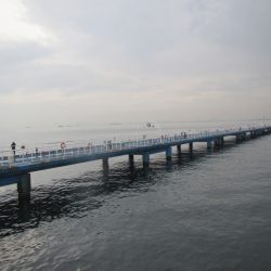 オリジナルメーカー海づり公園(市原市海づり施設) 釣果