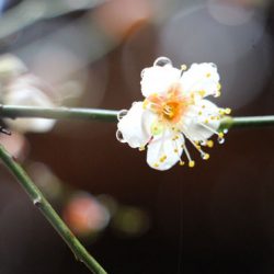 小菅トラウトガーデン 釣果