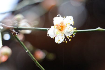 小菅トラウトガーデン 釣果