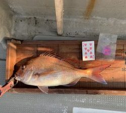 白墨丸 釣果