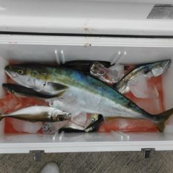 開進丸 釣果