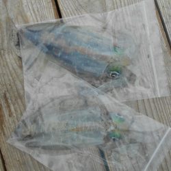 こかわ渡船　雅丸 釣果