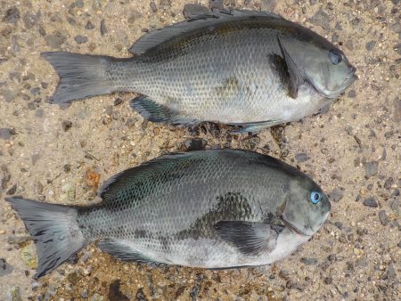 千鳥丸 釣果