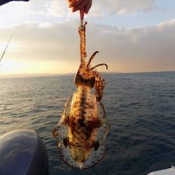 フィッシングボート空風（そらかぜ） 釣果