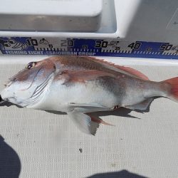 フィッシングボート空風（そらかぜ） 釣果