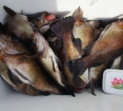 兼六丸 釣果