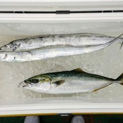 火遠理丸（ほおりまる） 釣果