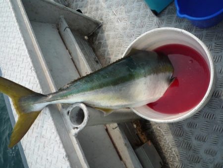 浅間丸 釣果