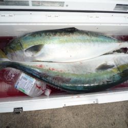 浅間丸 釣果