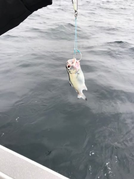 へいみつ丸 釣果