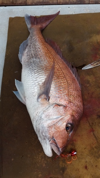 小海途 釣果